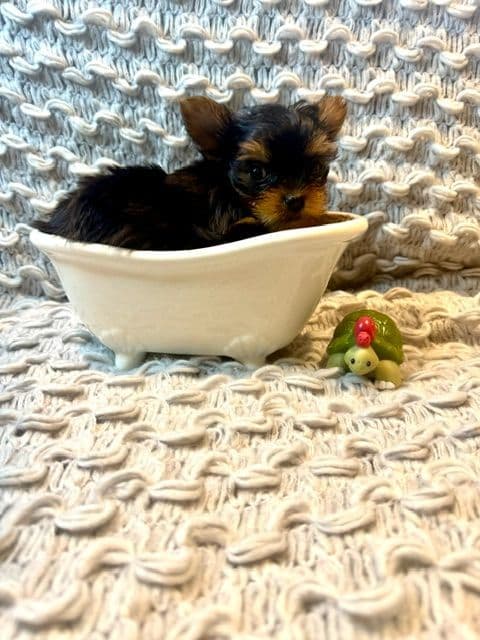 Yorkshire Terrier Puppies media 2