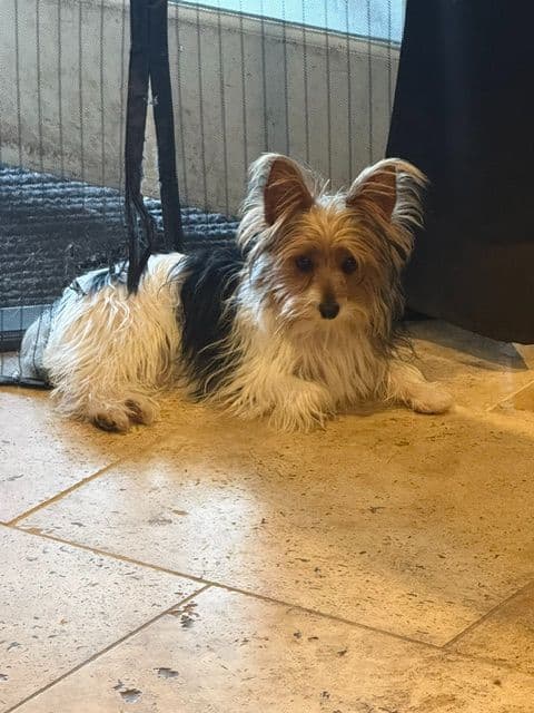 Yorkshire Terrier Puppies media 2
