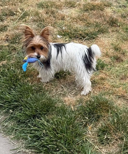 Yorkshire Terrier Puppies media 3
