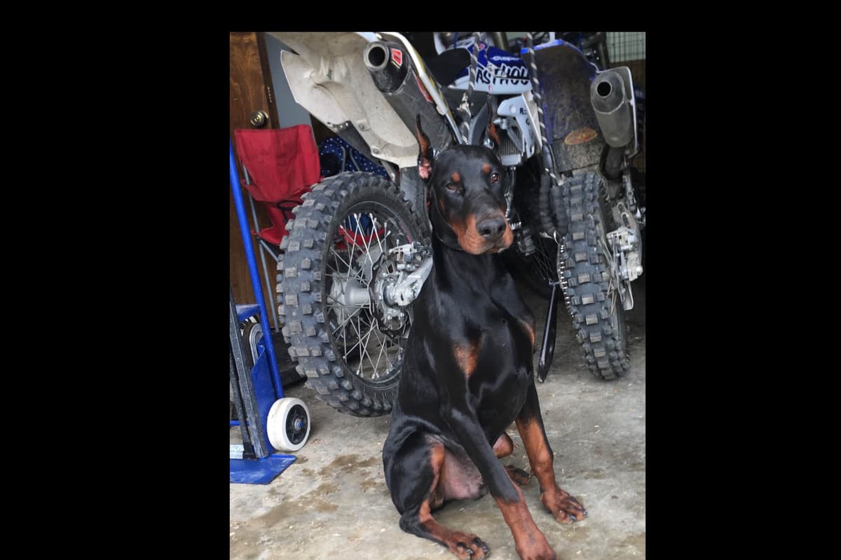 European Doberman Pinscher Puppies breeder image 3