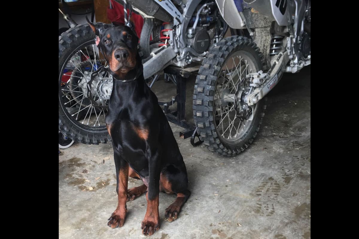 European Doberman Pinscher Puppies breeder image 2