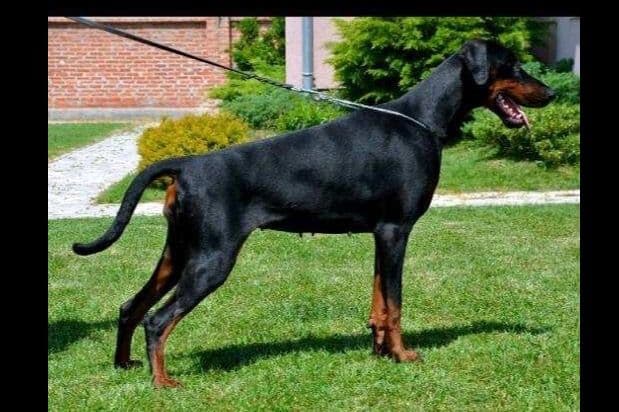 European Doberman Pinscher Puppies breeder image 4