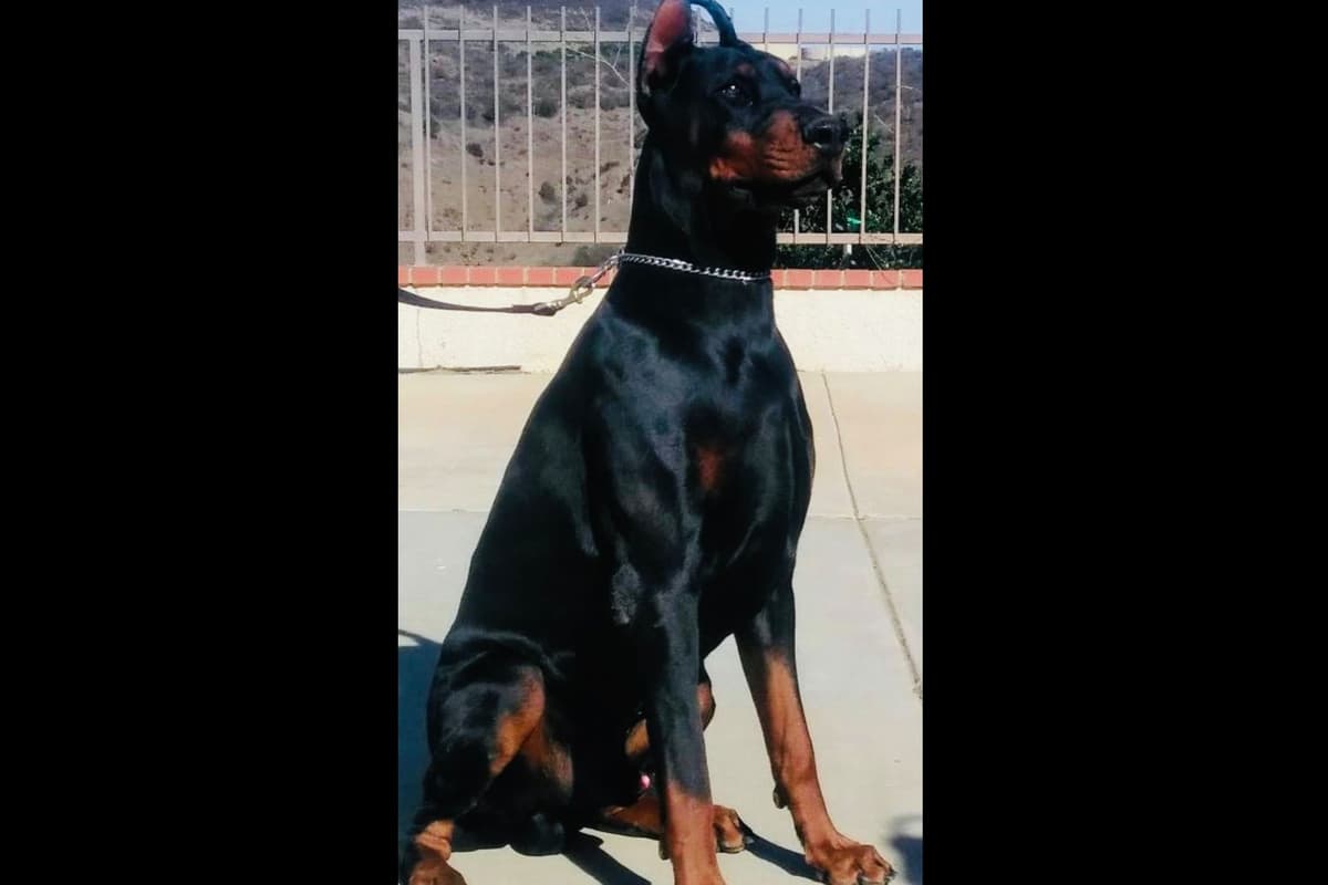European Doberman Pinscher Puppies breeder image 5