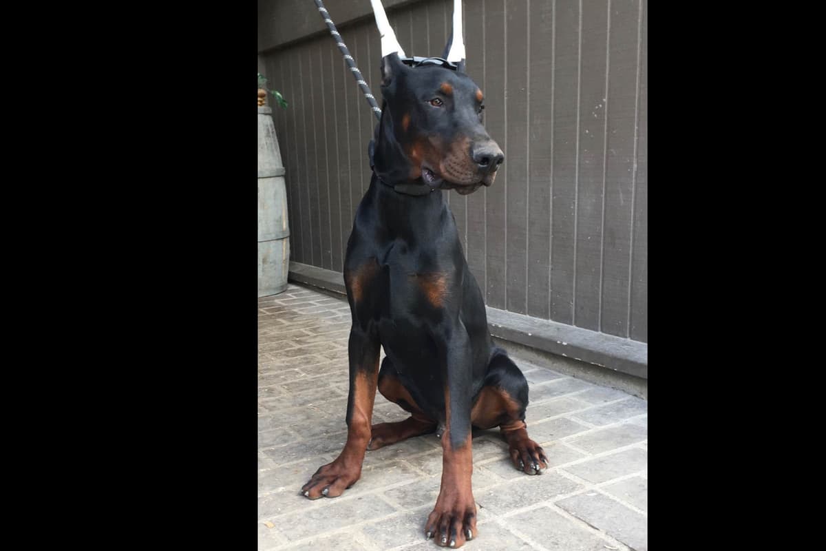 European Doberman Pinscher Puppies breeder image 6