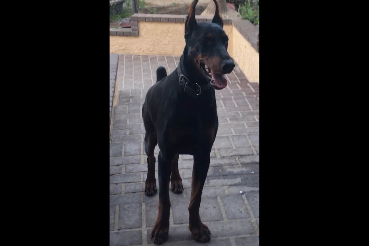 European Doberman Pinscher Puppies breeder image 8