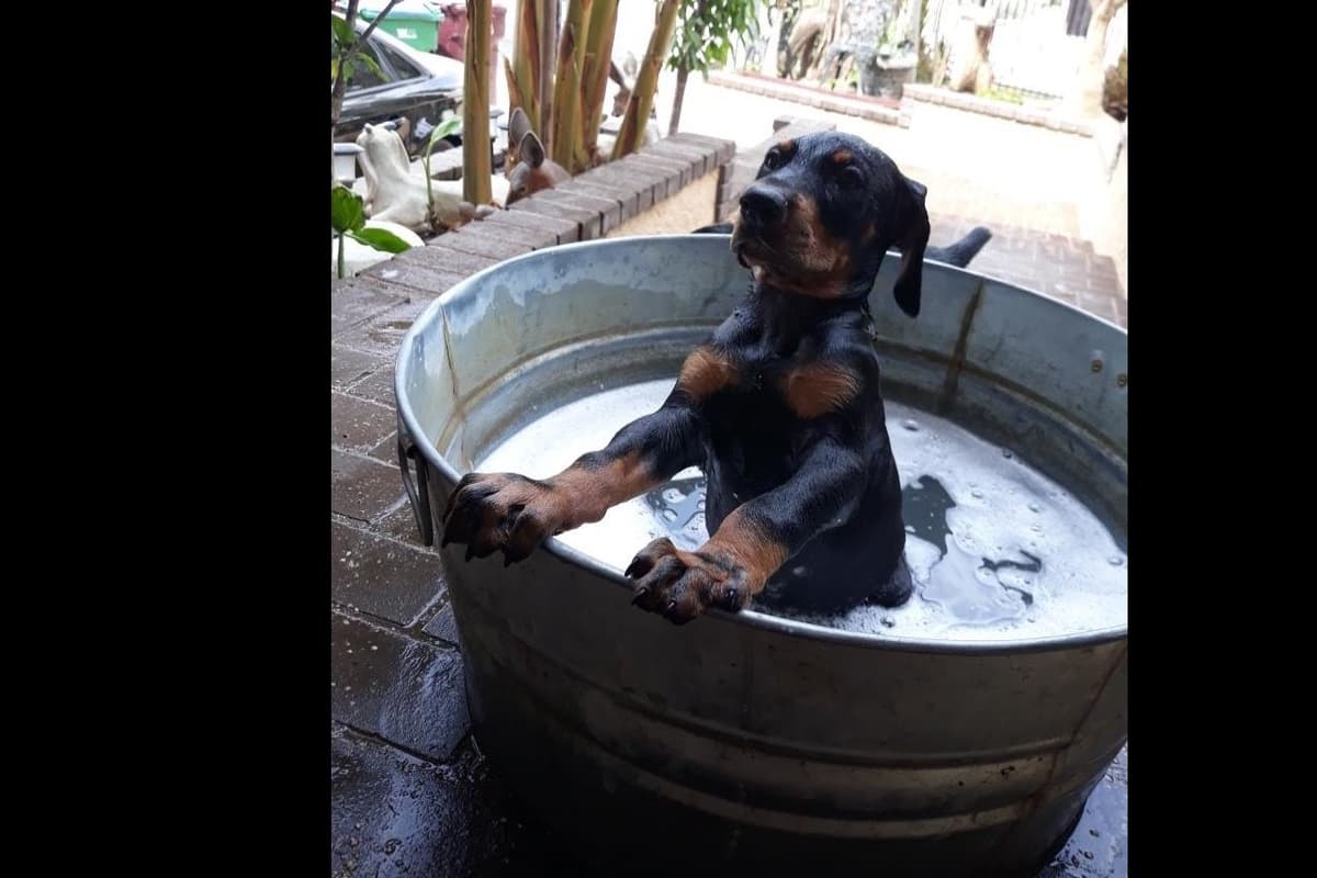 European Doberman Pinscher Puppies breeder image 9