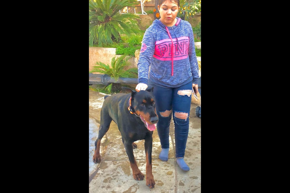 European Doberman Pinscher Puppies breeder image 10