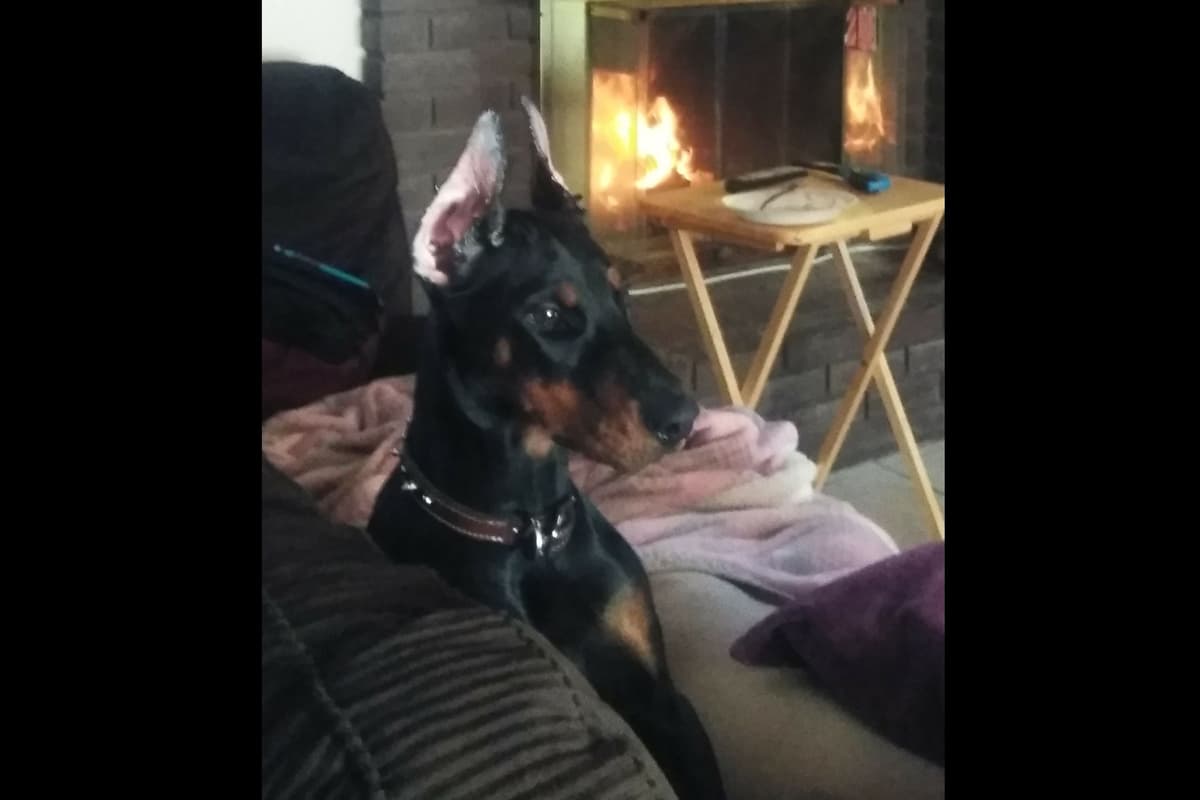 European Doberman Pinscher Puppies breeder image 11