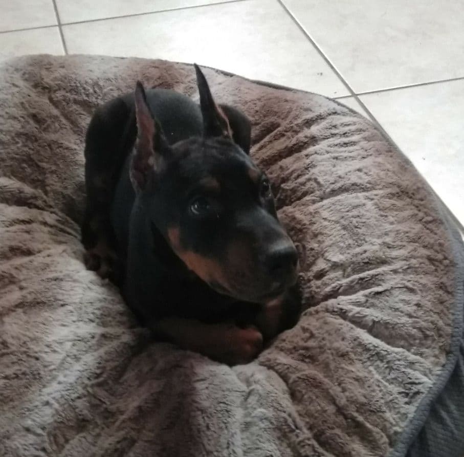European Doberman Pinscher Puppies breeder image 12