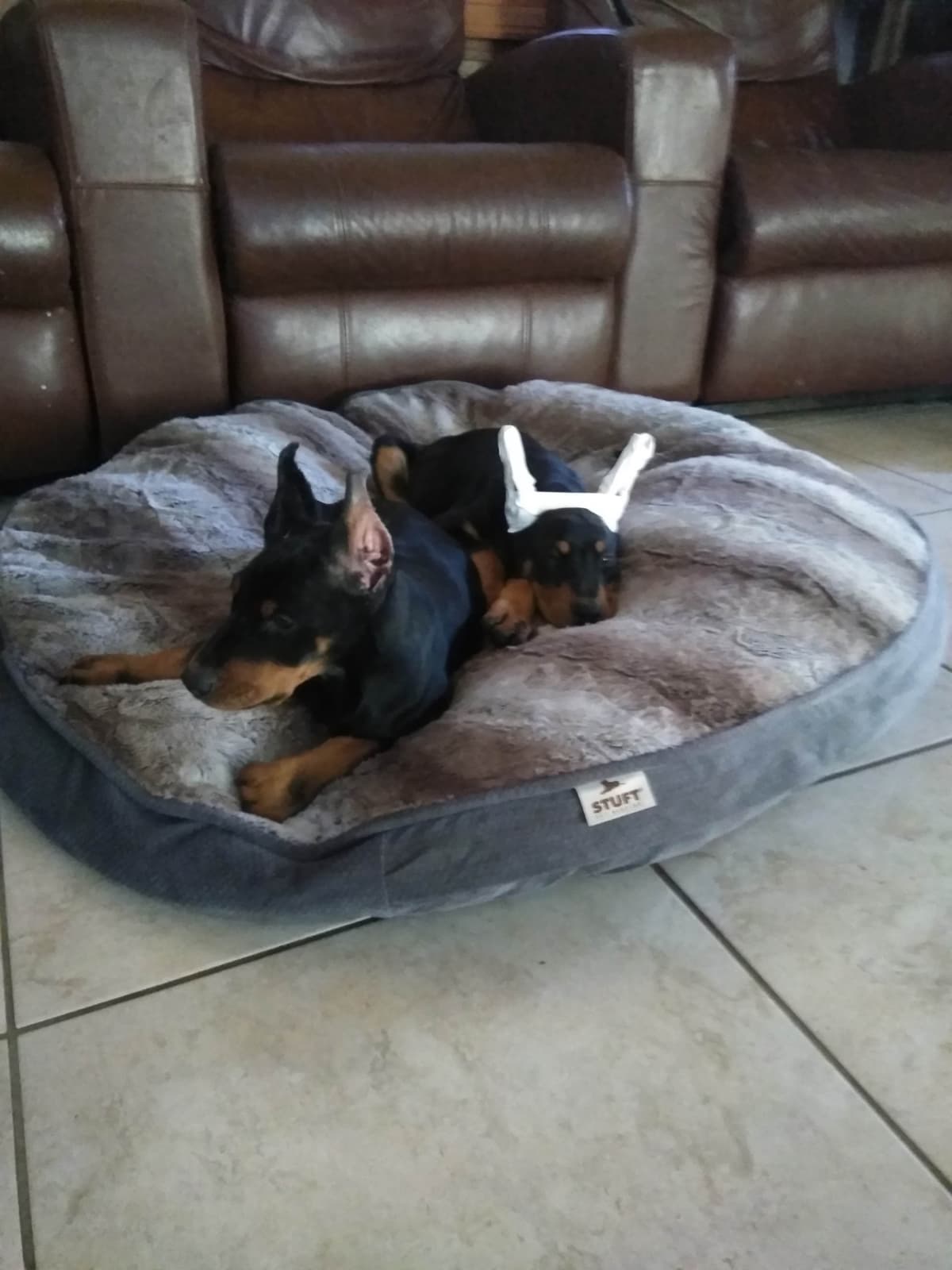 European Doberman Pinscher Puppies breeder image 13