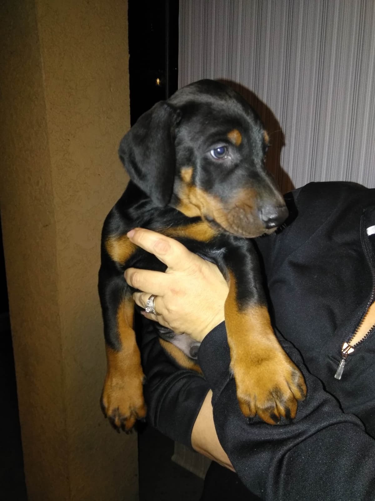 European Doberman Pinscher Puppies breeder image 14