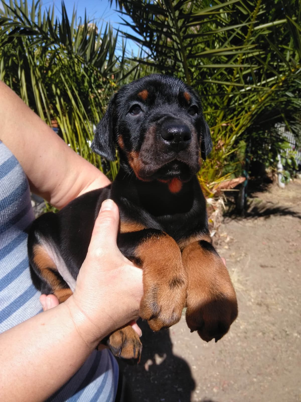 European Doberman Pinscher Puppies breeder image 15