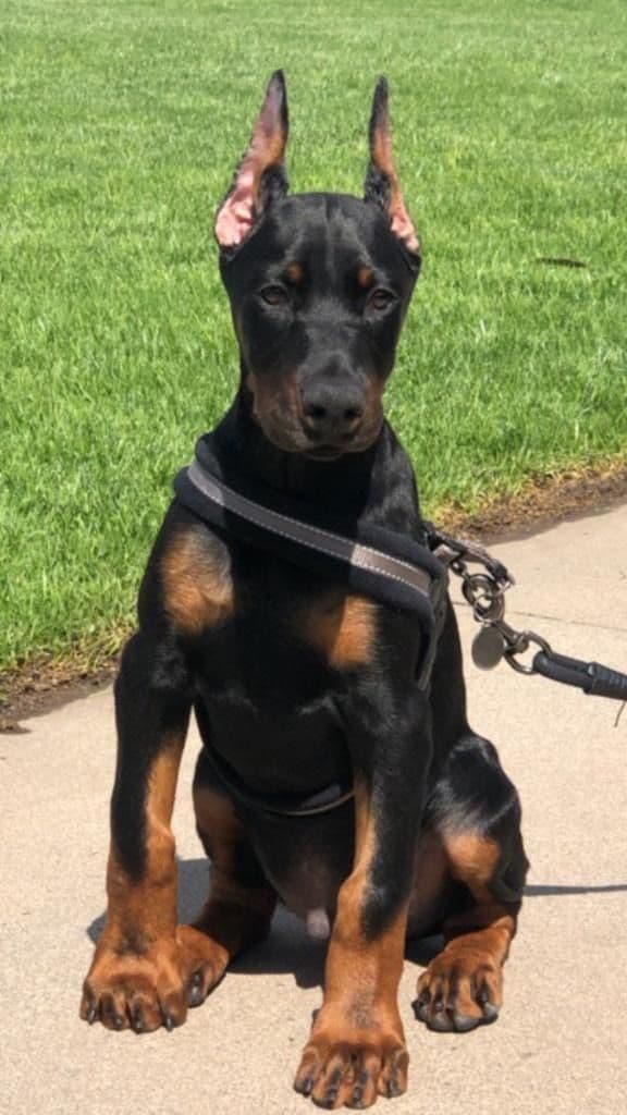 European Doberman Pinscher Puppies breeder image 17