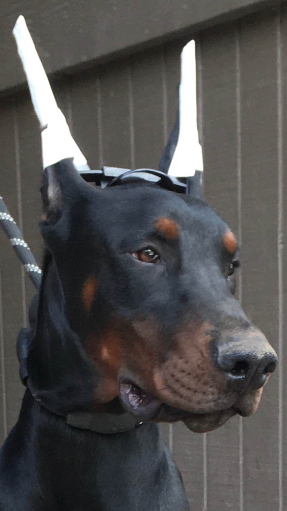 European Doberman Pinscher Puppies breeder image 16