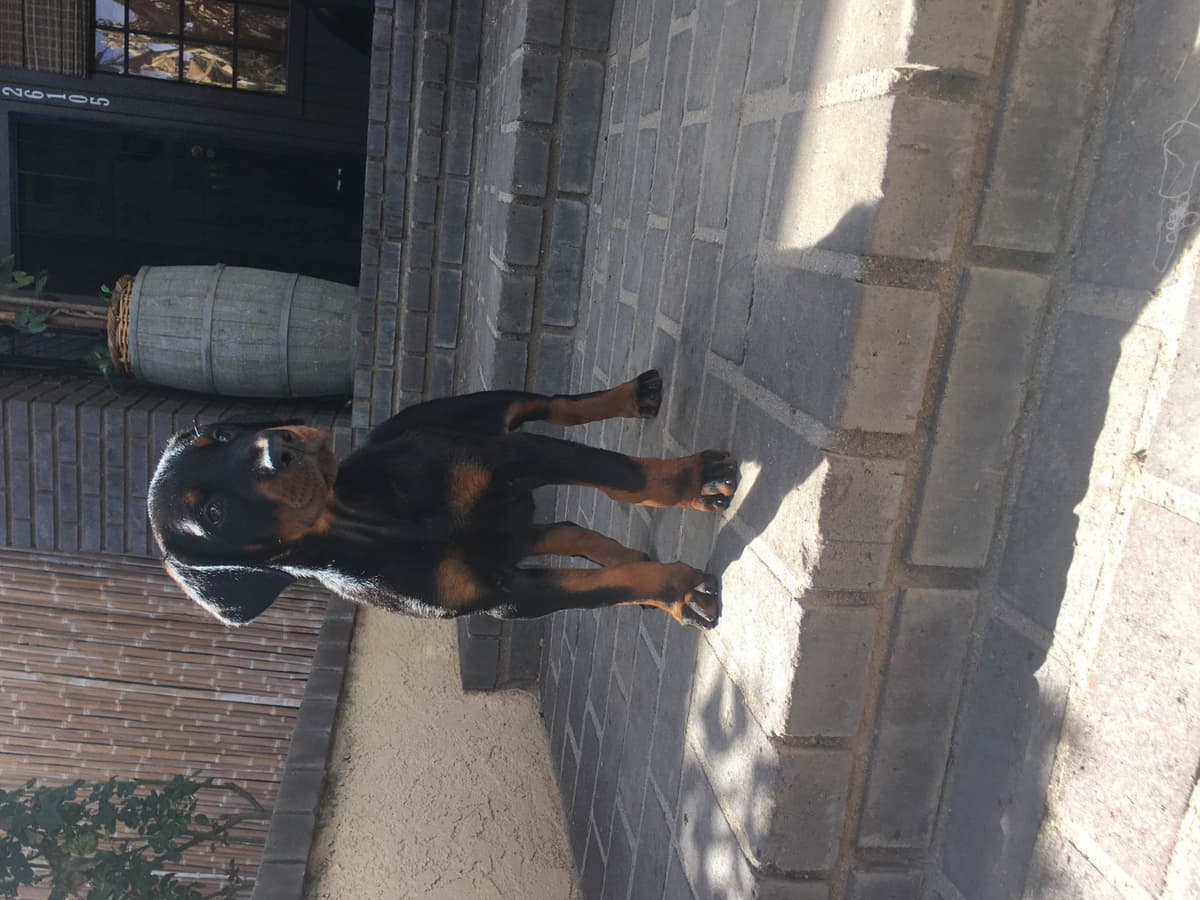 European Doberman Pinscher Puppies breeder image 20