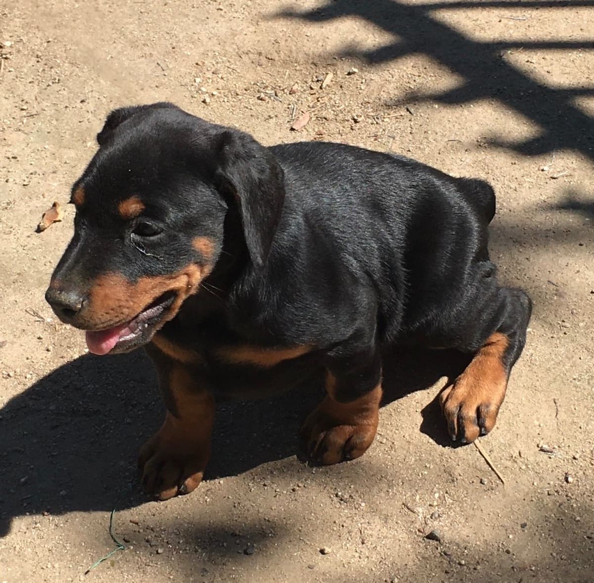 European Doberman Pinscher Puppies breeder image 21