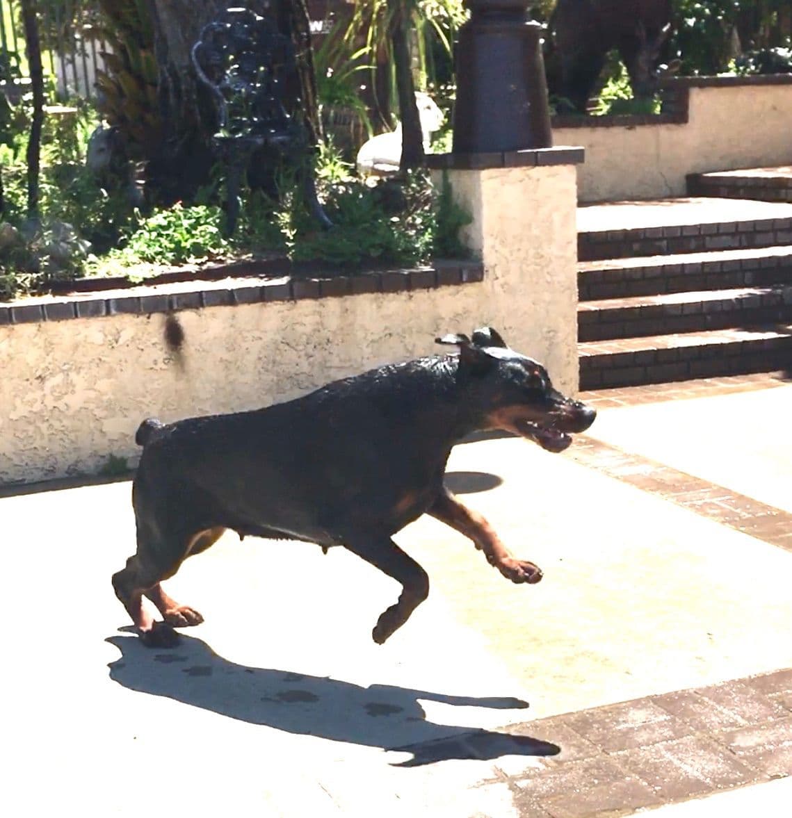 European Doberman Pinscher Puppies breeder image 25