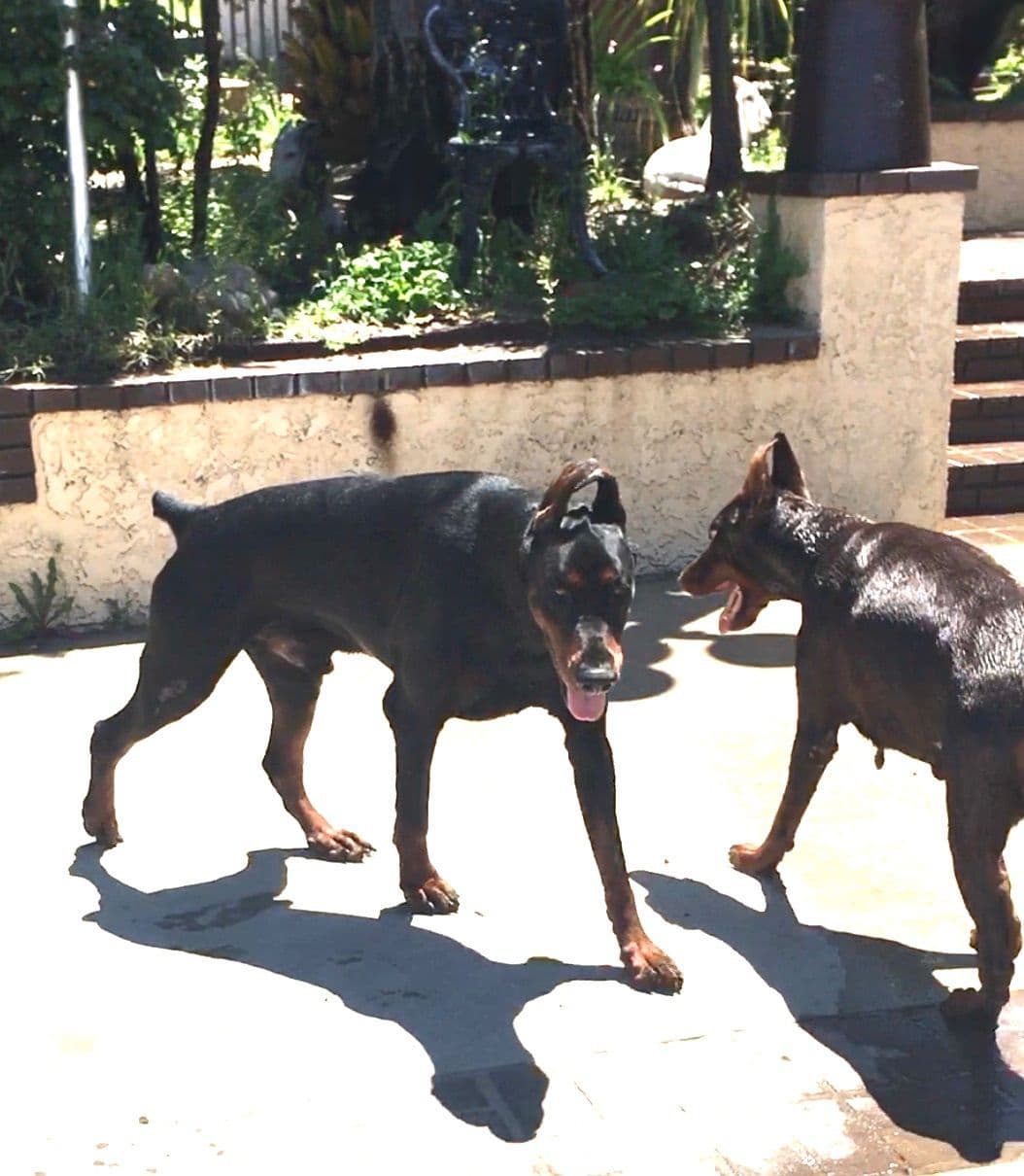European Doberman Pinscher Puppies breeder image 1