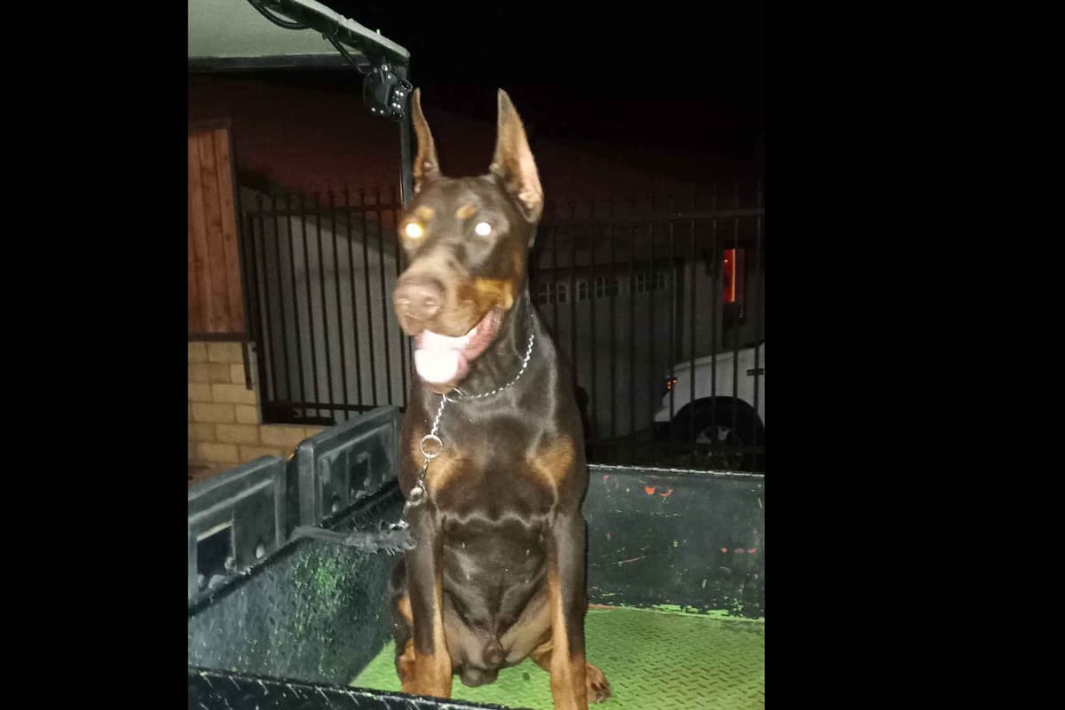 European Doberman Pinscher Puppies breeder image 28