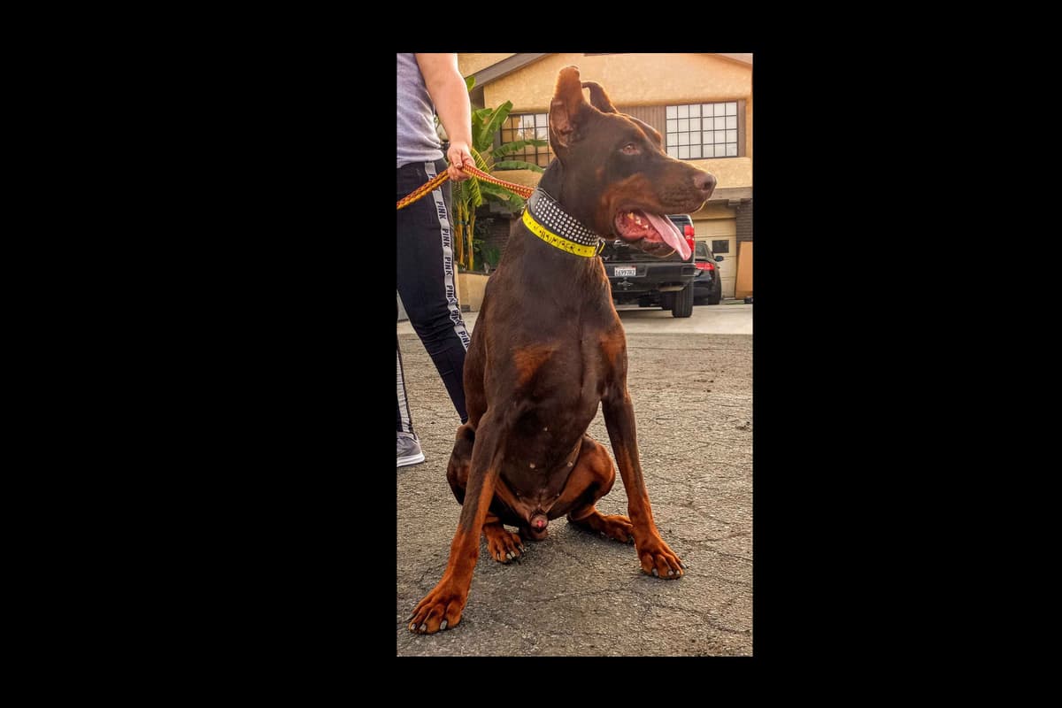 European Doberman Pinscher Puppies breeder image 29