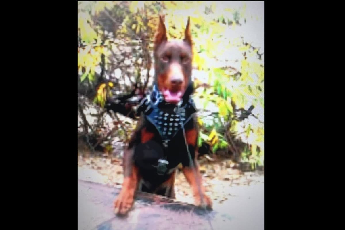 European Doberman Pinscher Puppies breeder image 30