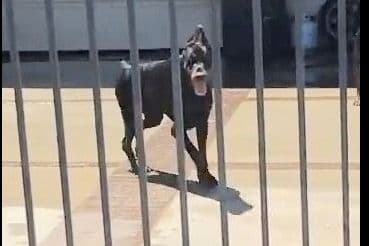 European Doberman Pinscher Puppies breeder image 32