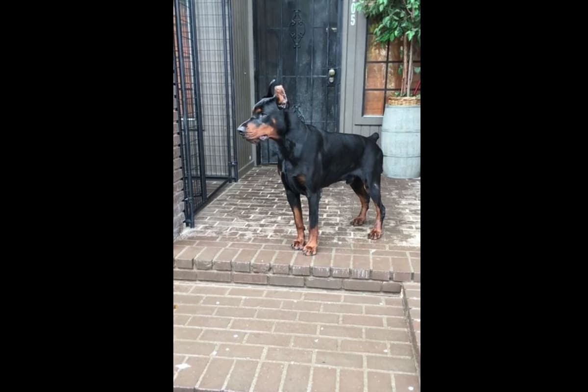 European Doberman Pinscher Puppies breeder image 33