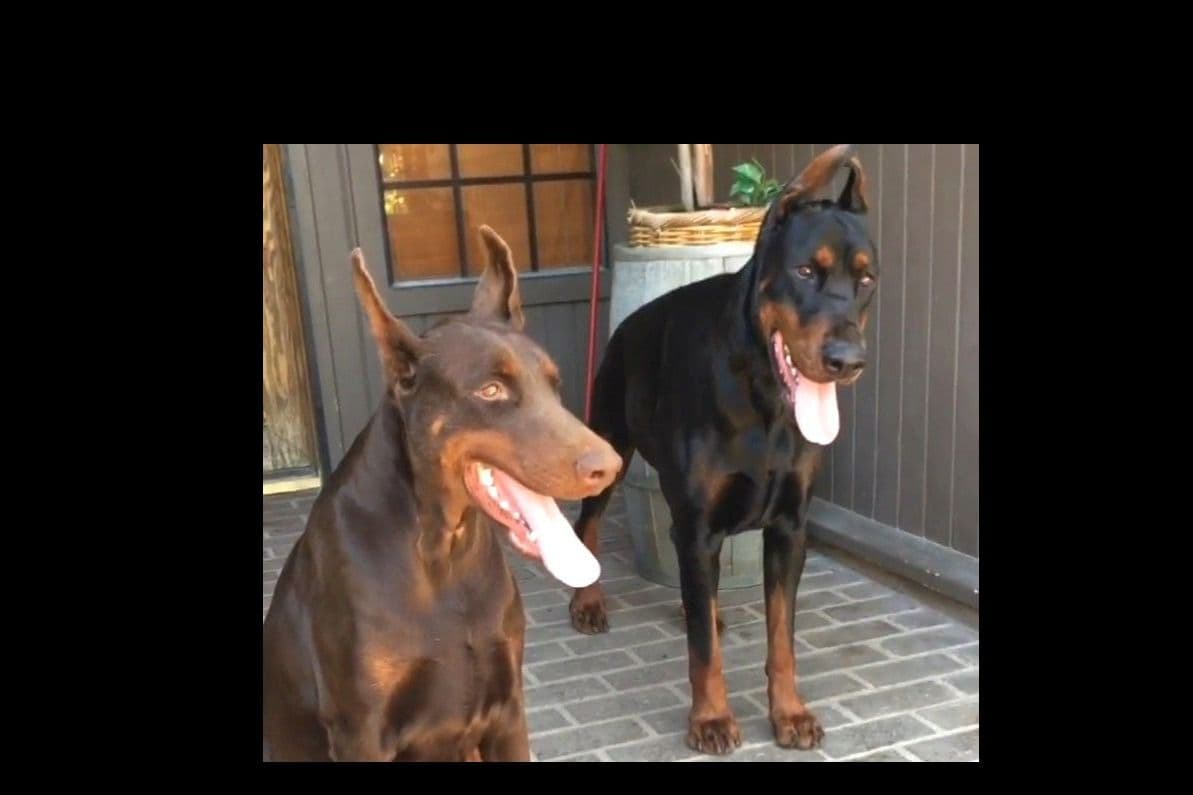 European Doberman Pinscher Puppies breeder image 34