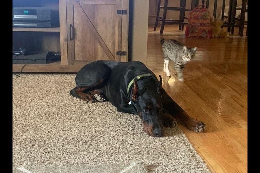 European Doberman Pinscher Puppies breeder image 35