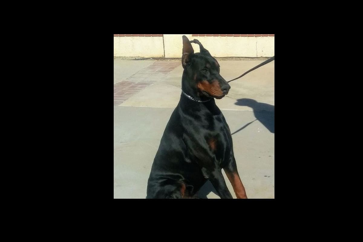 European Doberman Pinscher Puppies breeder image 37