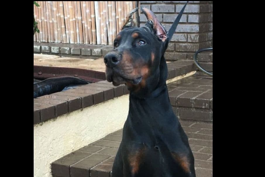 European Doberman Pinscher Puppies breeder image 38