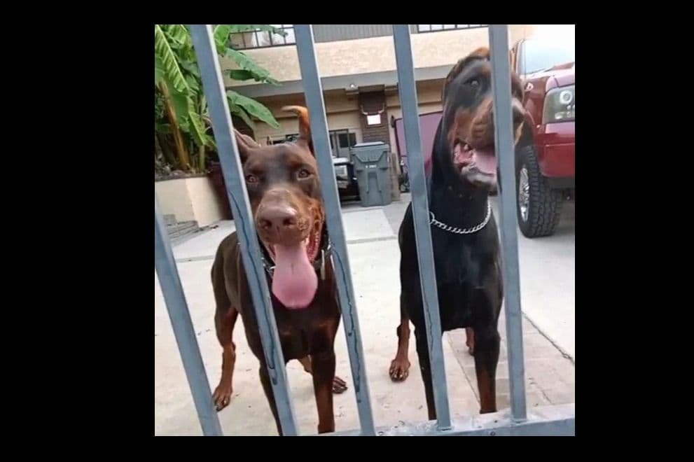European Doberman Pinscher Puppies breeder image 39