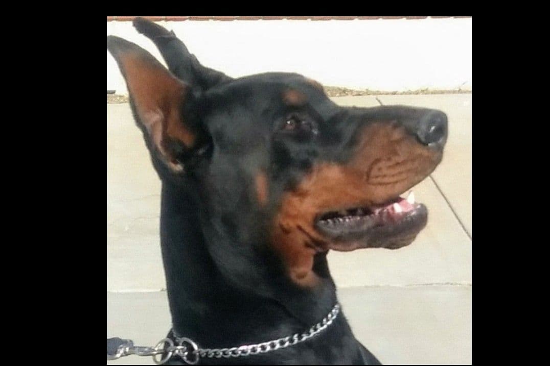 European Doberman Pinscher Puppies breeder image 40