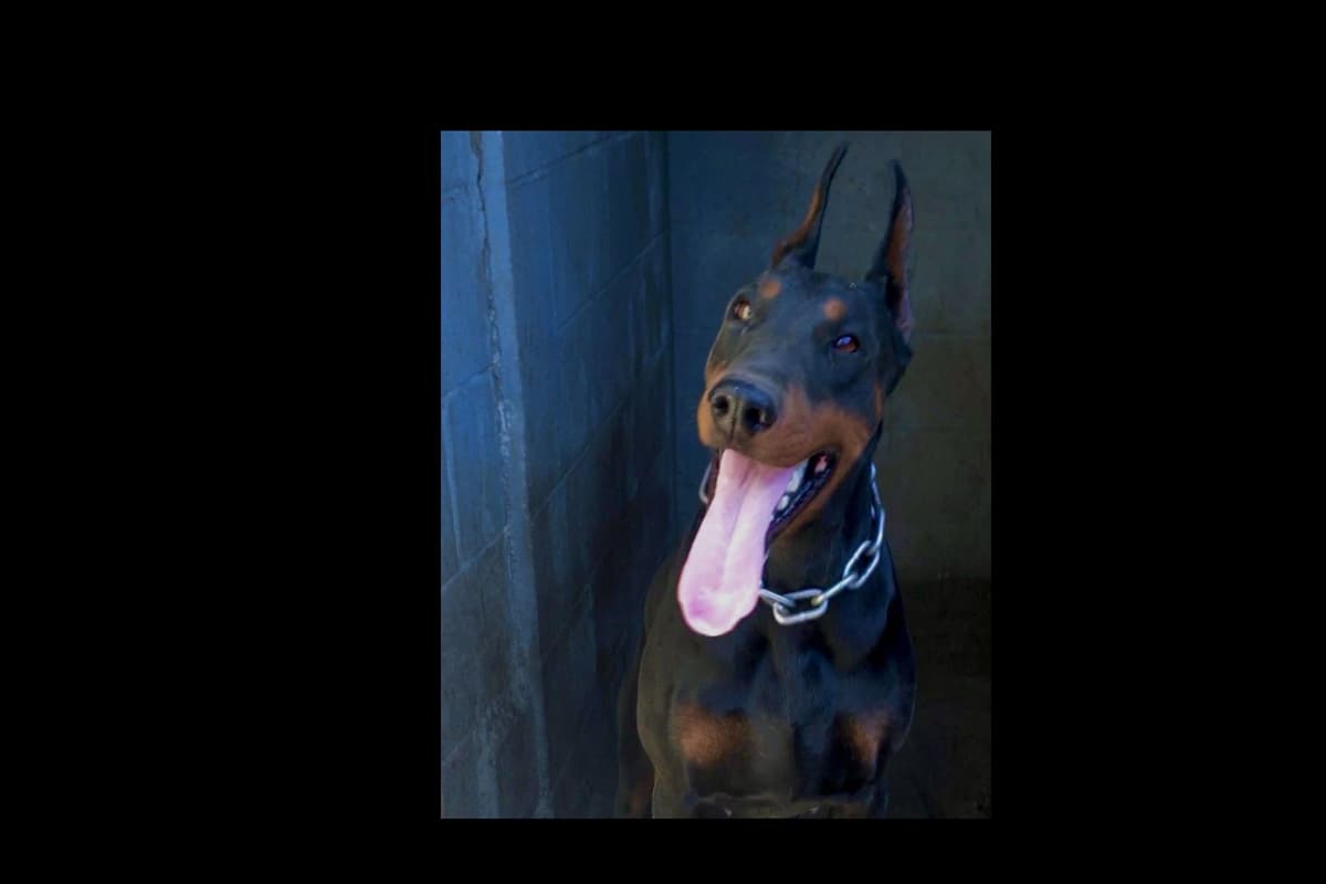 European Doberman Pinscher Puppies breeder image 41