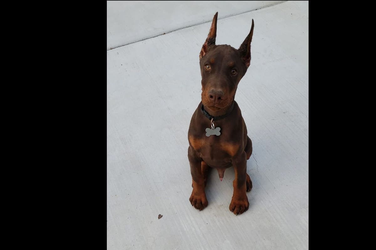 European Doberman Pinscher Puppies breeder image 42