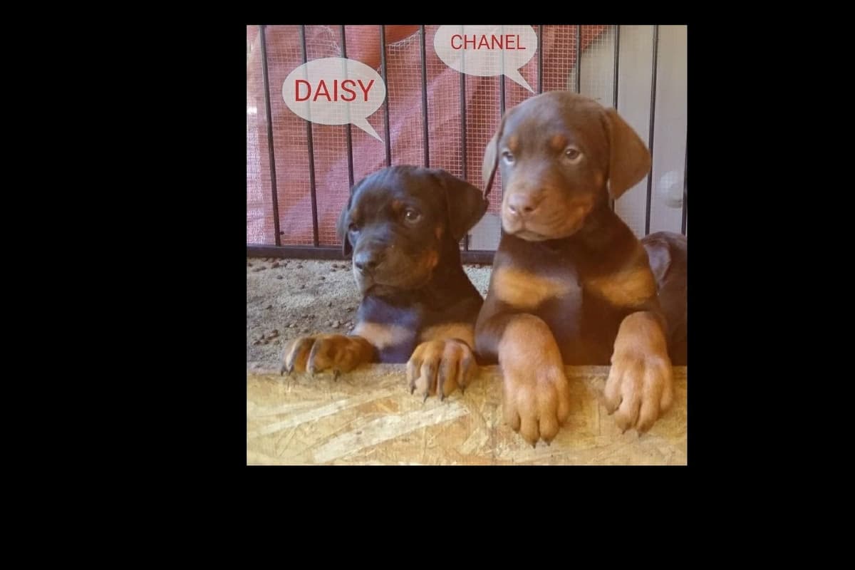 European Doberman Pinscher Puppies breeder image 44