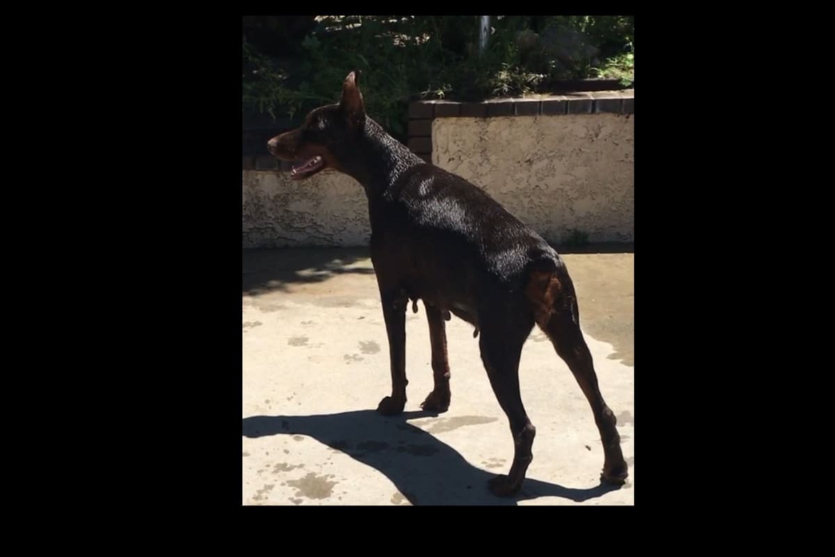 European Doberman Pinscher Puppies breeder image 45