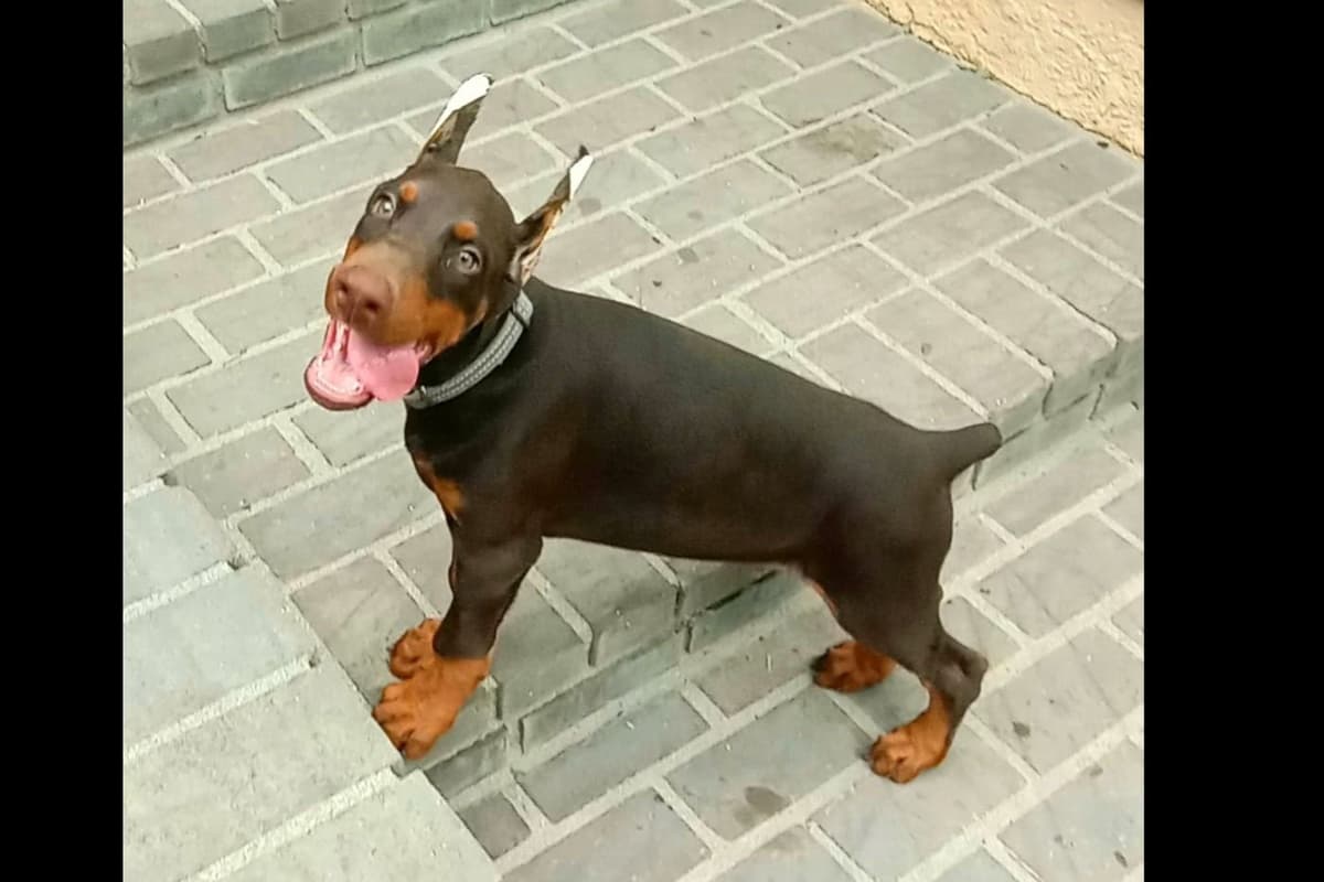 European Doberman Pinscher Puppies breeder image 46