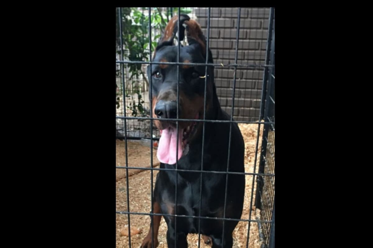 European Doberman Pinscher Puppies breeder image 47