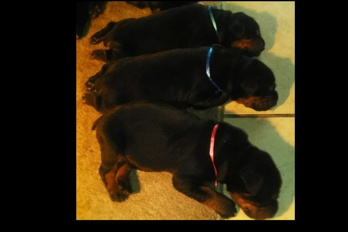 European Doberman Pinscher Puppies breeder image 48