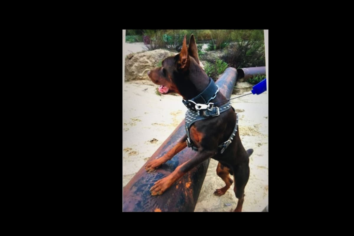 European Doberman Pinscher Puppies breeder image 49
