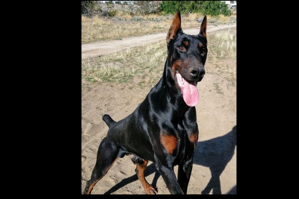 European Doberman Pinscher Puppies breeder image 51