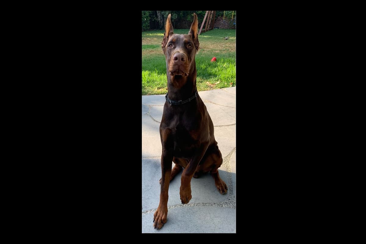 European Doberman Pinscher Puppies breeder image 52