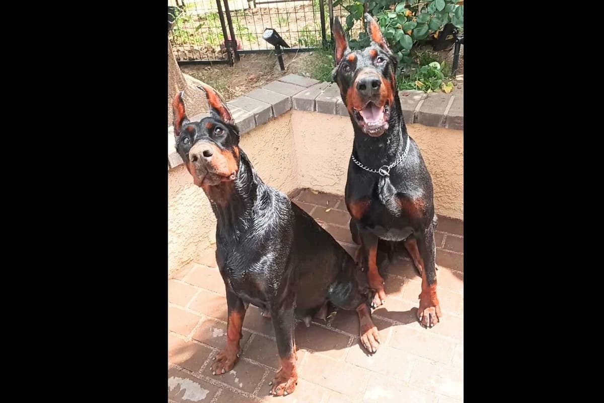 European Doberman Pinscher Puppies breeder image 53