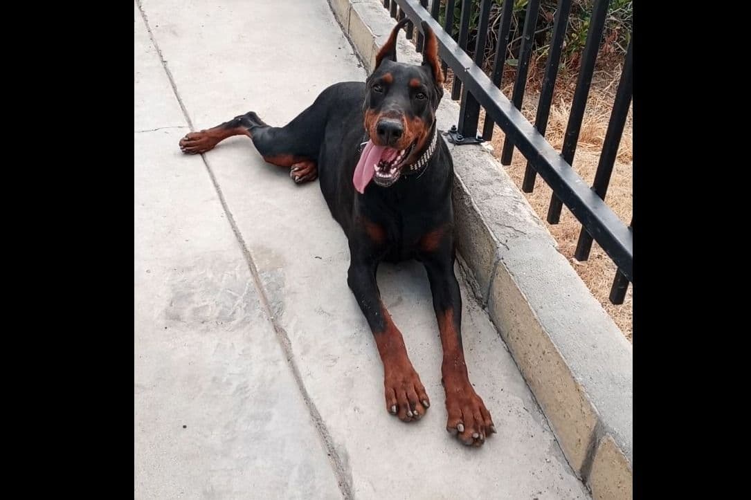 European Doberman Pinscher Puppies breeder image 55