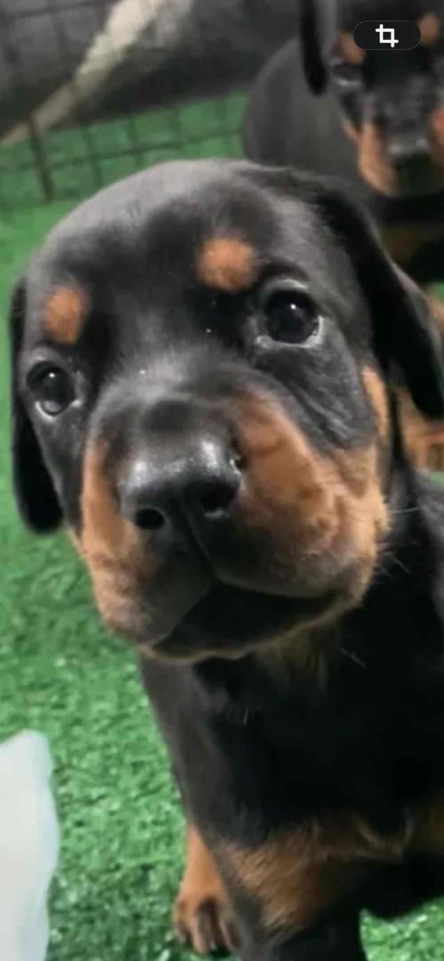 European Doberman Pinscher Puppies media 13