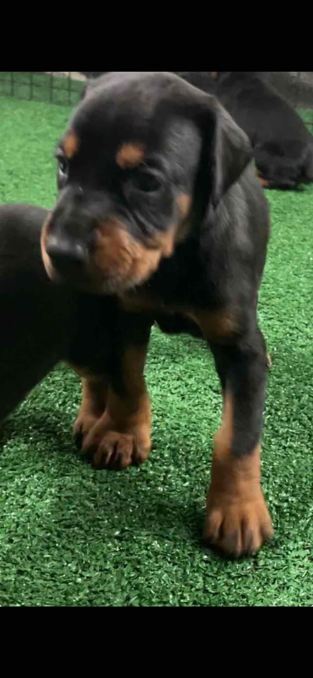 European Doberman Pinscher Puppies media 5