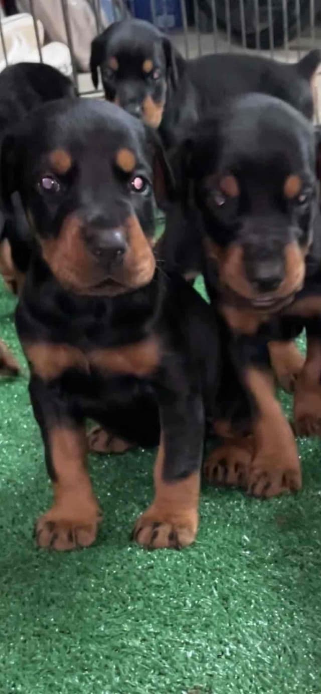 European Doberman Pinscher Puppies media 11