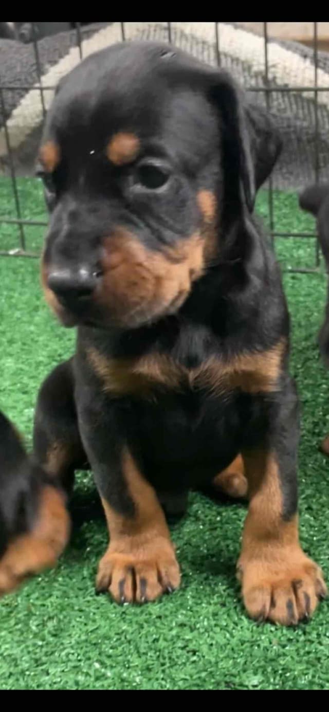 European Doberman Pinscher Puppies media 14