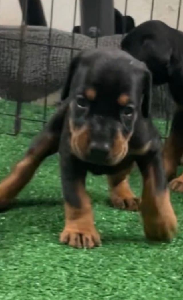 European Doberman Pinscher Puppies media 4
